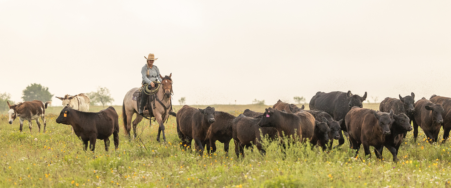 Women on horseback among cattle 